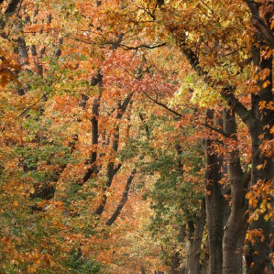 Natural sites and forests