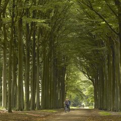 Merode - Beeltjes and the Kwarekken