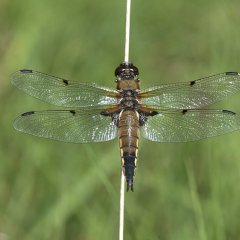 Buitengoor-Meergoren