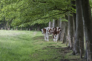Natuurwandeling Park Franciscanessen