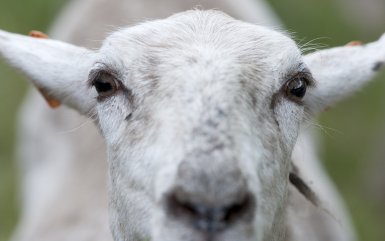 Fotoshoot lammetjes in Wortel-Kolonie