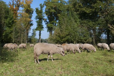Schapenwandeling van Merksplas naar Wortel-Kolonie