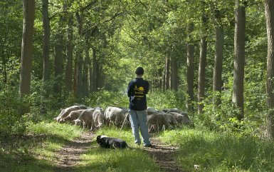 Schapenwandeling van Merksplas naar Wortel