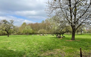 Geen afbeelding beschikbaar