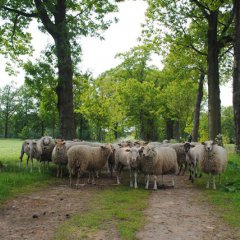 Gretige grazers weer in de Kolonies