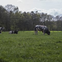 Welkom in De Merel! 