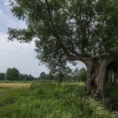 Kempens Landschap legt laatste puzzelstuk van landschapspark Frijthout Hove
