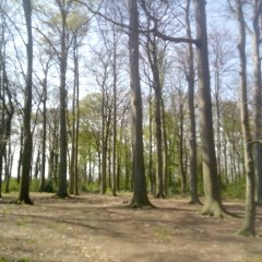 Nieuwe beheerder Hulgenrodebos in Borsbeek