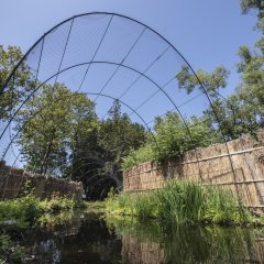 Stichting Kempens Landschap restaureert oudste eendenkooi van Europa