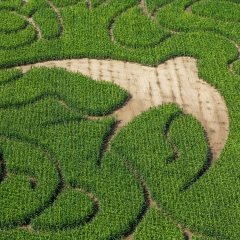Zes hectare avontuur: maisdoolhof van Stichting Kempens Landschap opent 9 augustus