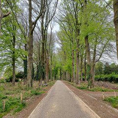 Laatste fase snoeiwerken historische Dreef van Boechout van start