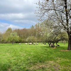 Stichting Kempens Landschap krijgt 20.000 euro subsidie voor opwaardering Selsaete Wommelgem
