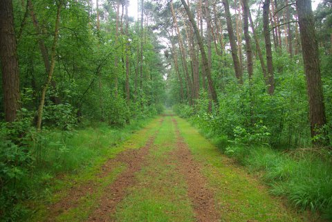 39-grobbendonk-bouwelseheide 04