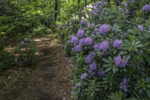 Rododendron