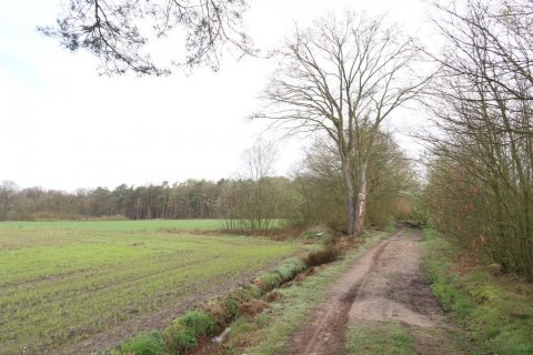 Beerse Peelerheide (1)