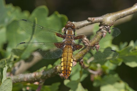 Bleke Heide