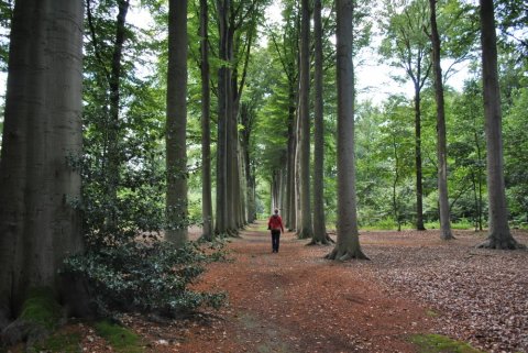 Park Zellaer (c) Eddy Peeters