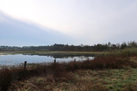 Beerse Peelerheide (3)