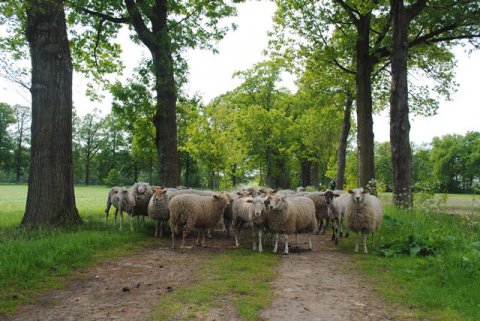 Gretige grazers weer in de Kolonies