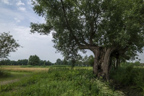 Kempens Landschap legt laatste puzzelstuk van landschapspark Frijthout Hove