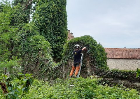 Kerkruïne in Hulshout krijgt snoeibeurt 