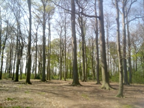 Nieuwe beheerder Hulgenrodebos in Borsbeek