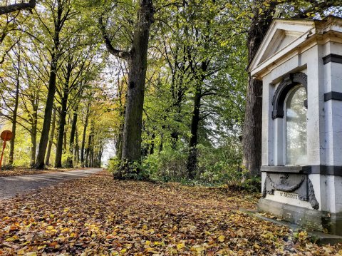 Kempens Landschap controleert veiligheid bomen Moretusdreef