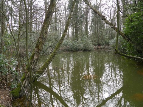 Stichting Kempens Landschap start met slibruiming vijver kasteel Zellaer