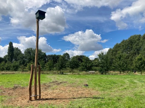 Torenvalken krijgen nestkast in landschapspark Frijthout