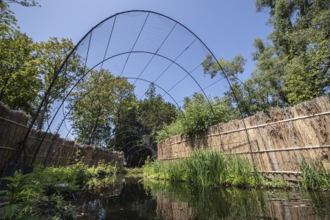 Stichting Kempens Landschap restaureert oudste eendenkooi van Europa