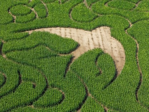Zes hectare avontuur: maisdoolhof van Stichting Kempens Landschap opent 9 augustus