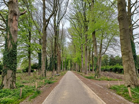 Laatste fase snoeiwerken historische Dreef van Boechout van start