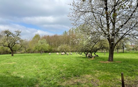 Oproep: vrijwilligers gezocht voor domein Selsaeten in Wommelgem